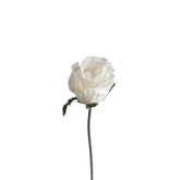 Gambo chiuso della rosa nevosa
